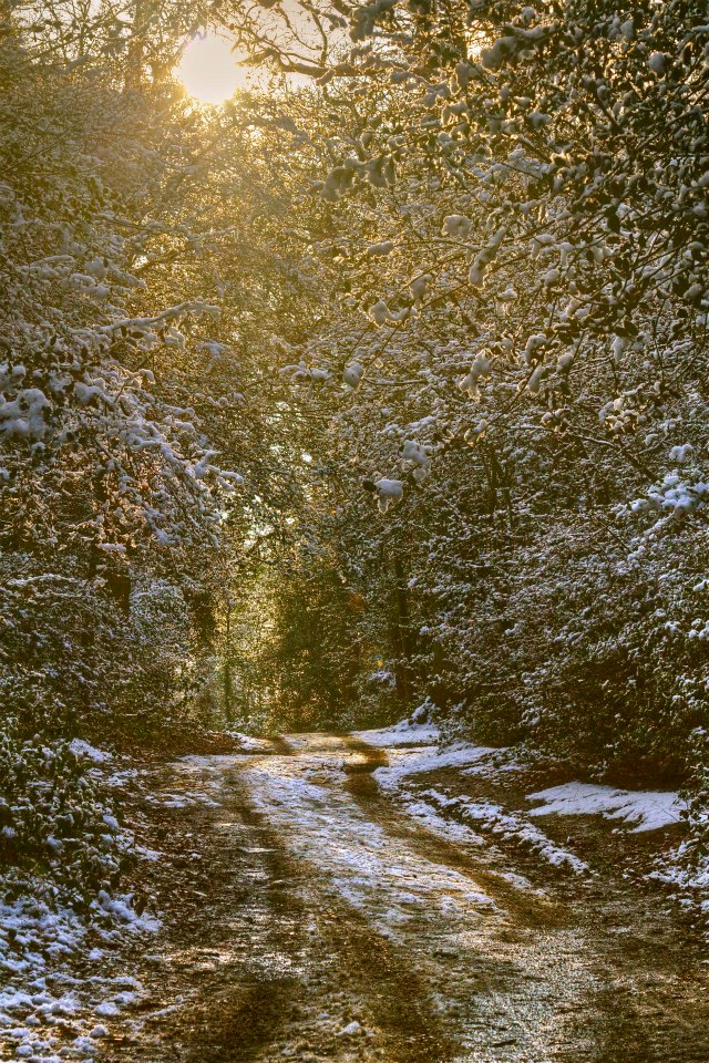 48 Wimbledon Common.jpg